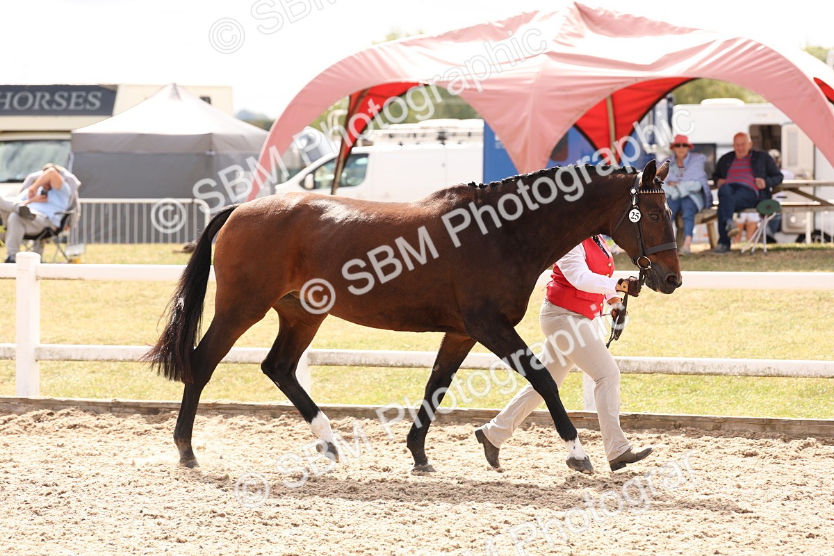 SBM_15363 - Class 210- IH Show Horse