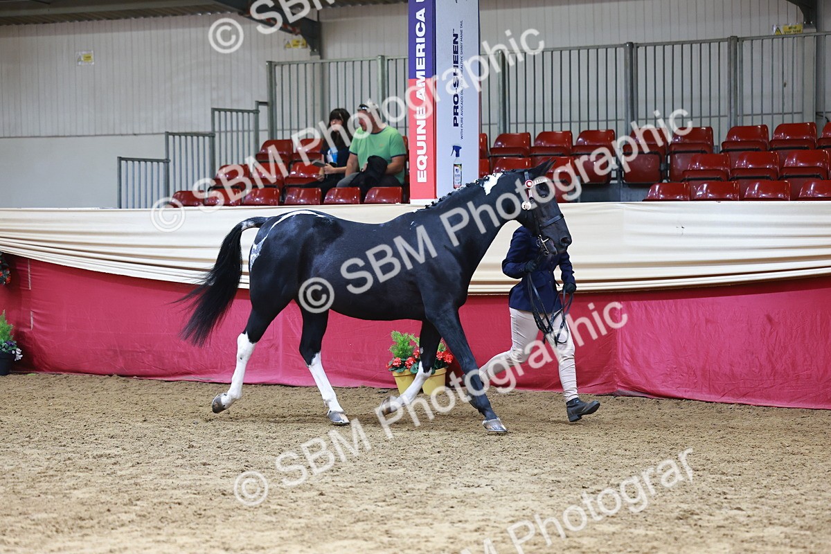 SBM_23062 - Class 903 - Supreme Final - IH Pre Vet