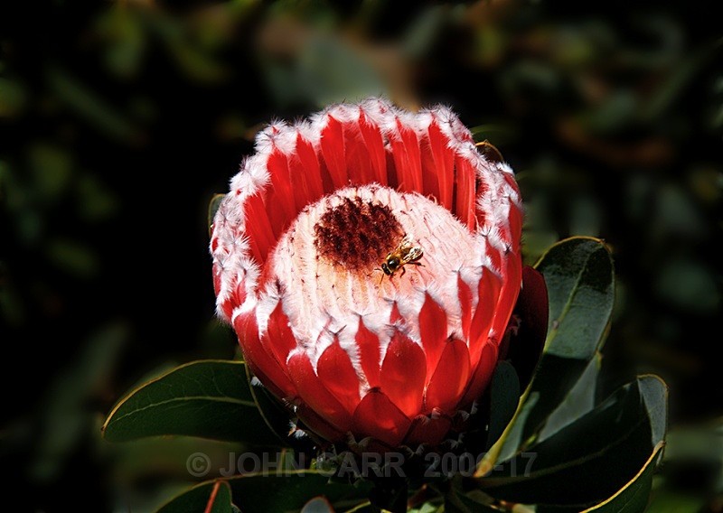 Protea and Fly-1057 - TREES, FLOWERS AND PLANT PHOTOS