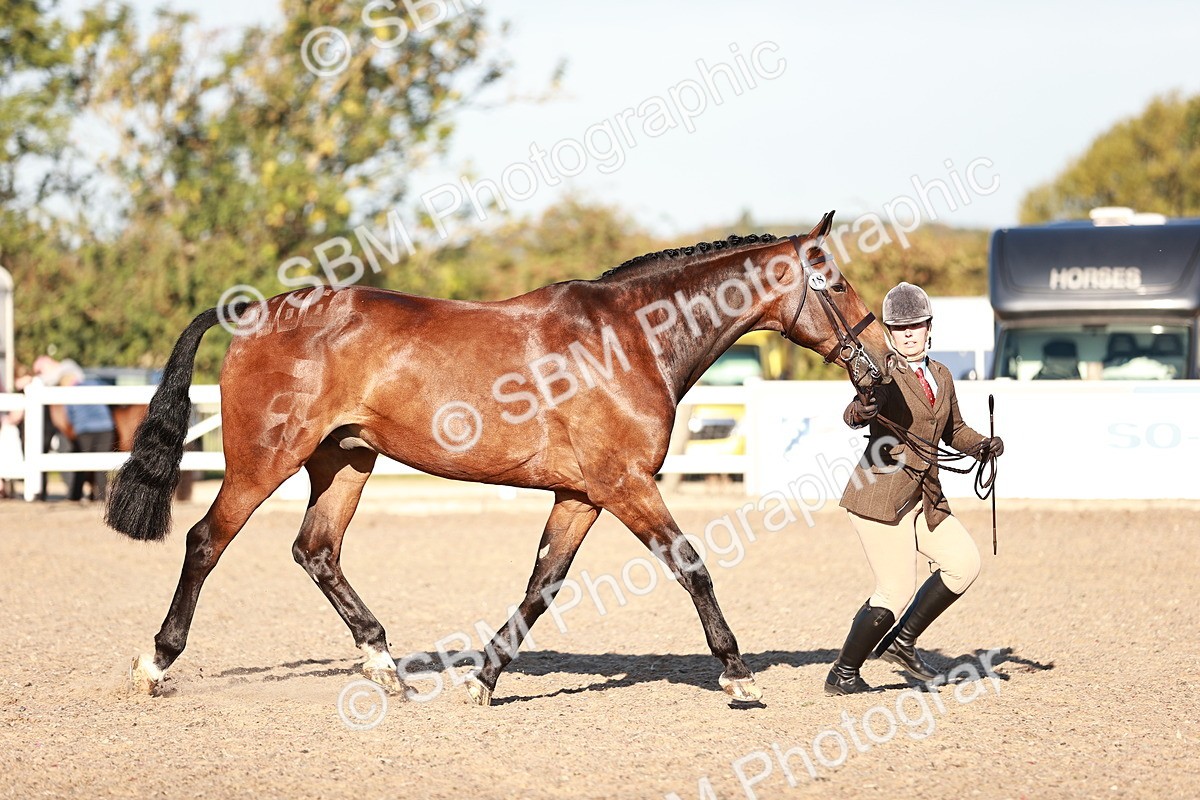 SBM_11163 - Class 401 - IH  Veteran horse