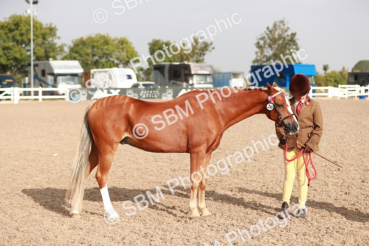 SBM_09876 - Class 203 Young Handler, 10 years and under