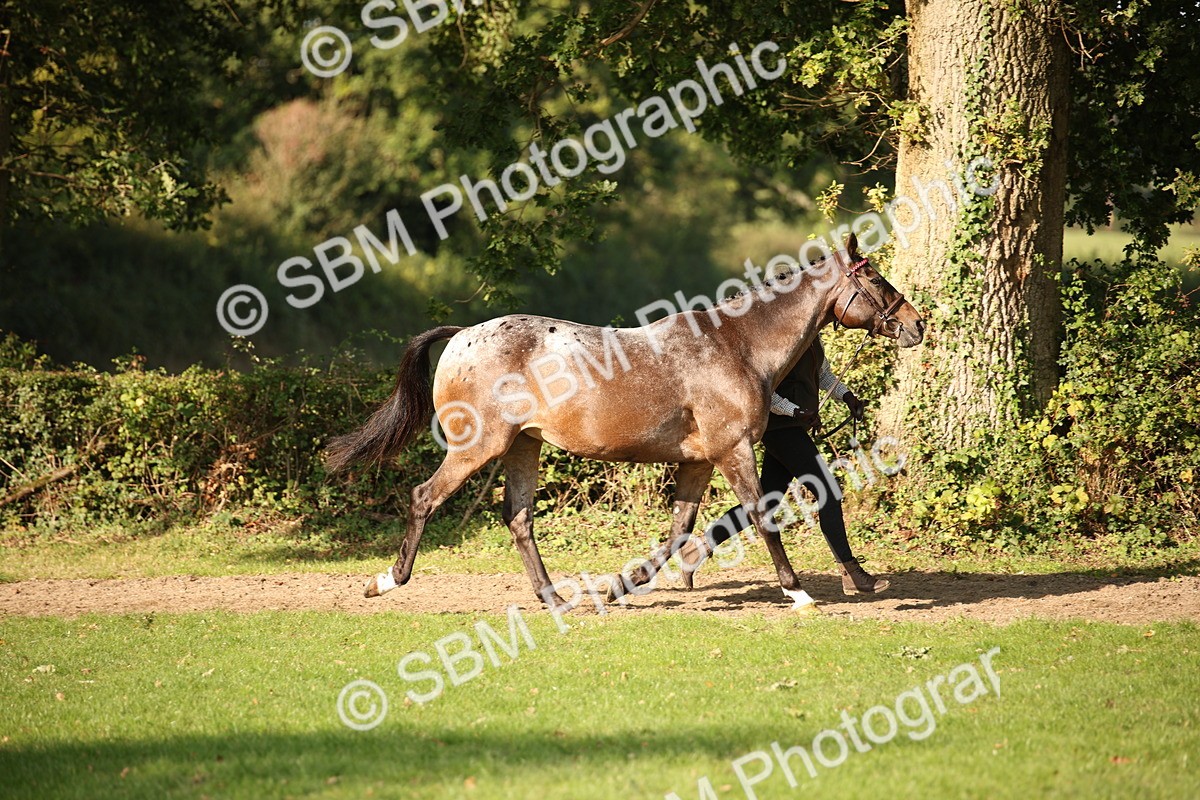 SBM_59355 - S52 - Other Coloured Horse In Hand