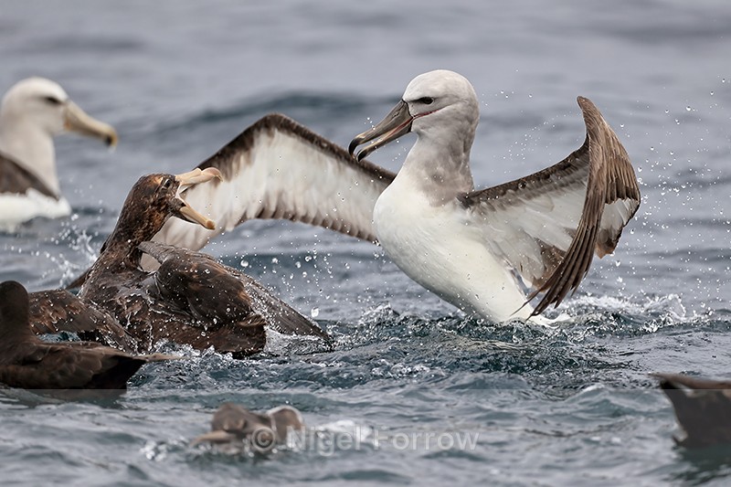 Salvin's Albatross & Giant Petrel squabbling, Pacific Ocean, Chile - Salvin's Albatross