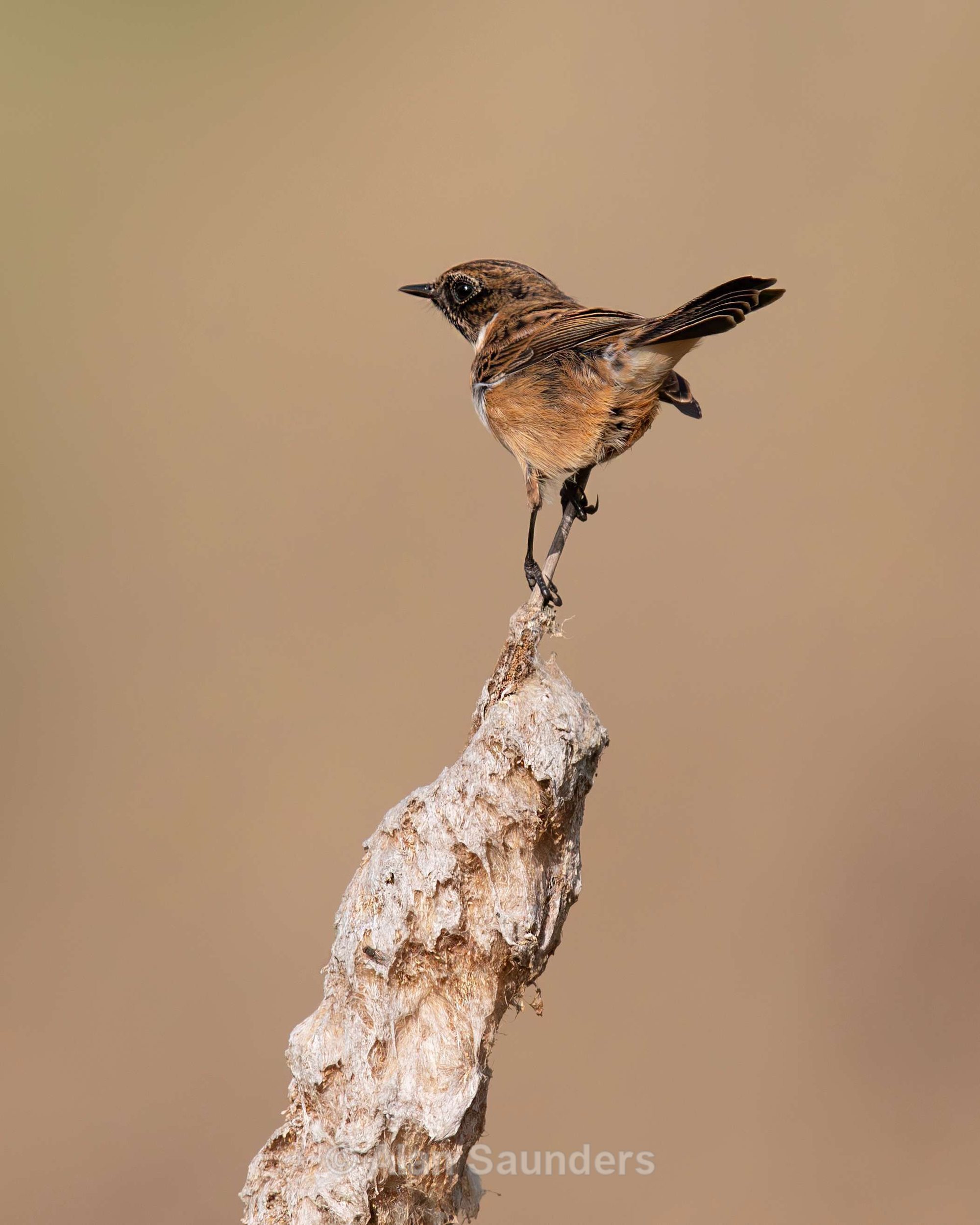 Stonechat 6