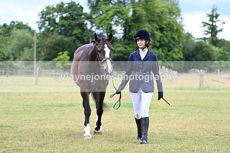 WJ7_6951 - Class 5a Most Handsome Gelding in Hand