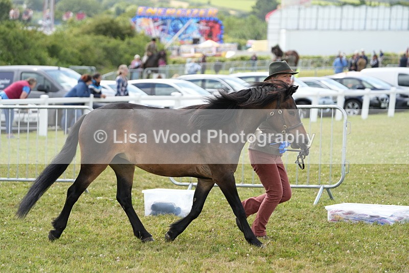 DSC05939 - NPS M&M In Hand Championship