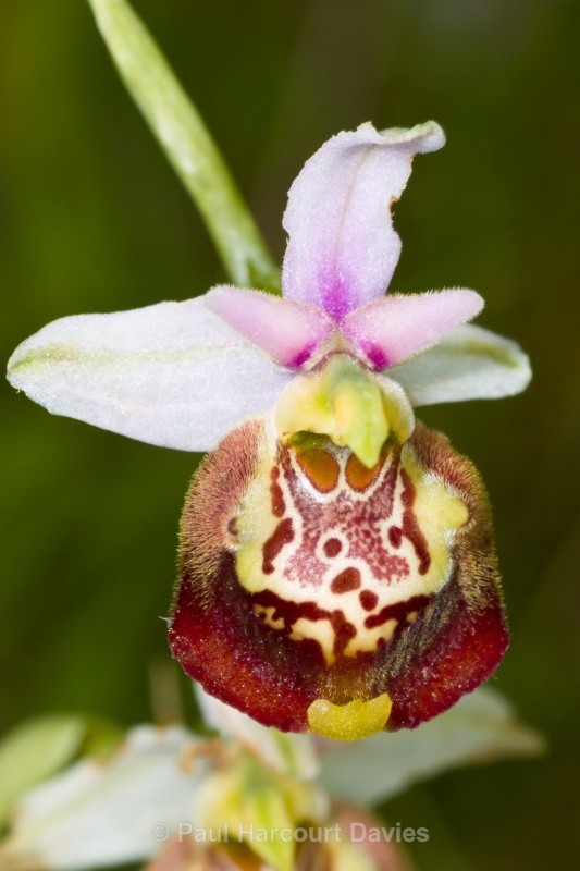 Ophrys fuciflora (Late Spider Orchid) - Orchids - Ophrys
