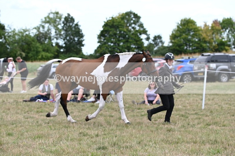 WJ6_6075 - Class 19 In-hand Veterans (Uploaded correct folder)
