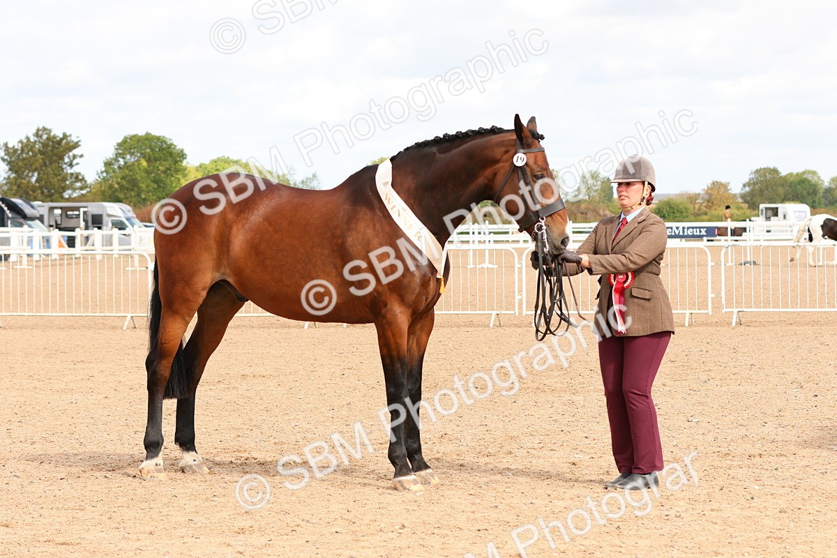 SBM_11764 - Class 208 - IH Veteran Horse