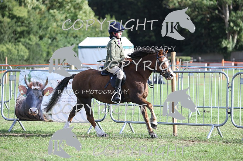 APP_4220 - Class 15a/b Pony club pony/Riding club horse