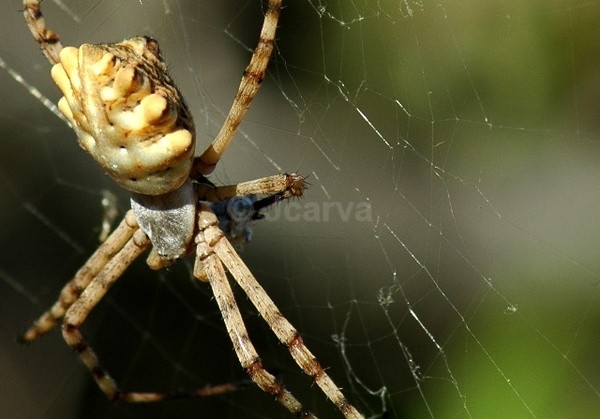 Fatty II - Insects and Spiders