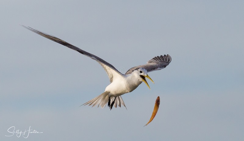 Flying 9