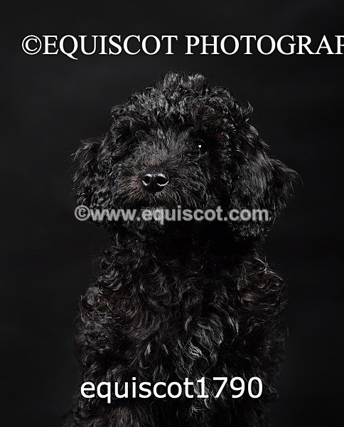 equiscot1790 - BONNIE