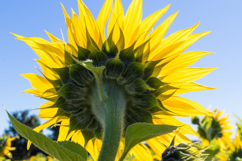 Sunflower back view 6