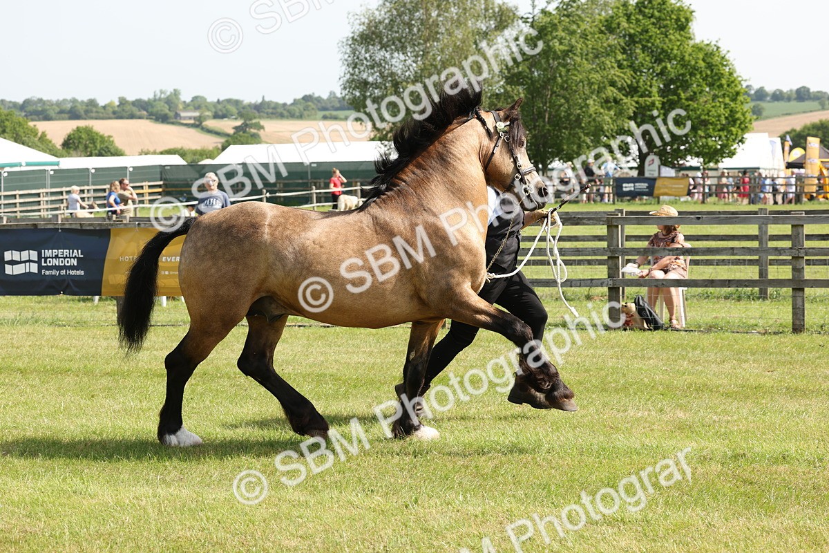 SBM_02281 - Class 6-13 - Mountatin and Moorland In Hand Welsh Breeds