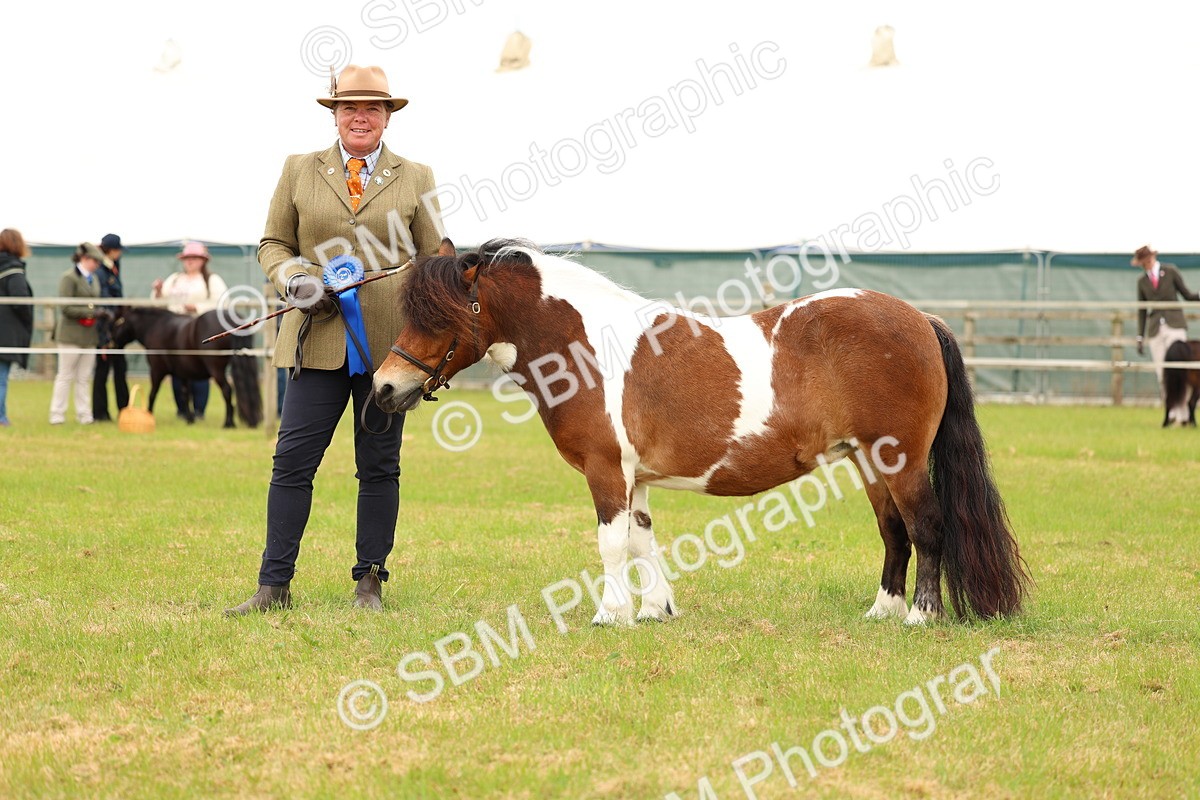 SBM_04401 - Class 64-67 - Shetland Pony In Hand