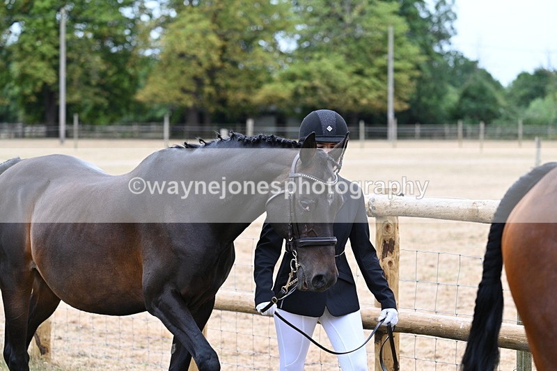 WJ7_9092 - Class 4a Prettiest Mare 14.2hh and over