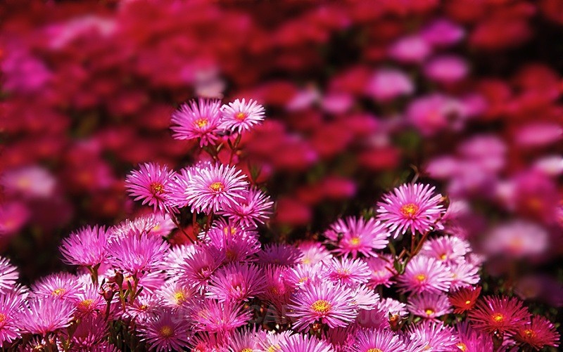 Pinks-6494 - TREES, FLOWERS AND PLANT PHOTOS