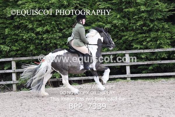 BPP_7339 - RING 1  (RIDDEN HORSES / IN HAND / VETERAN ETC)