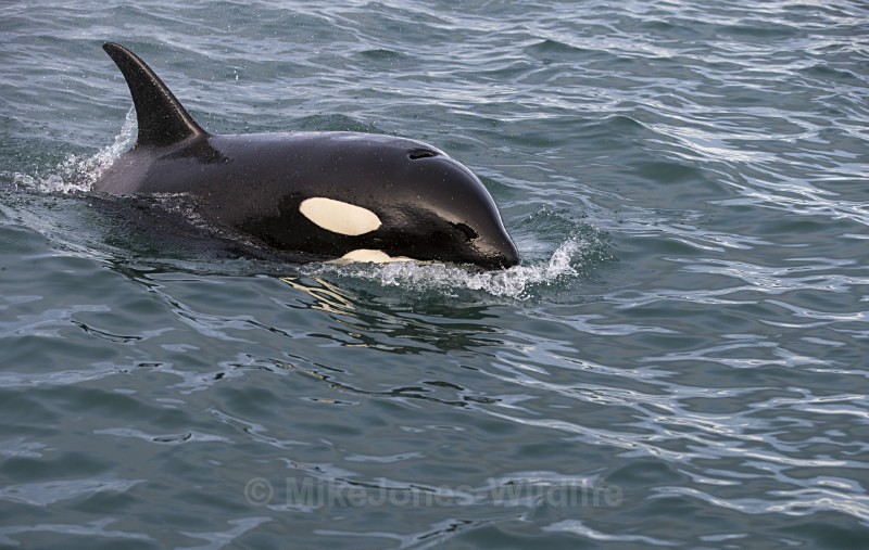 Orca (Killer Whale) Iceland - FAVOURITES WILDLIFE GALLERY. Selected images from the wildlife collections.