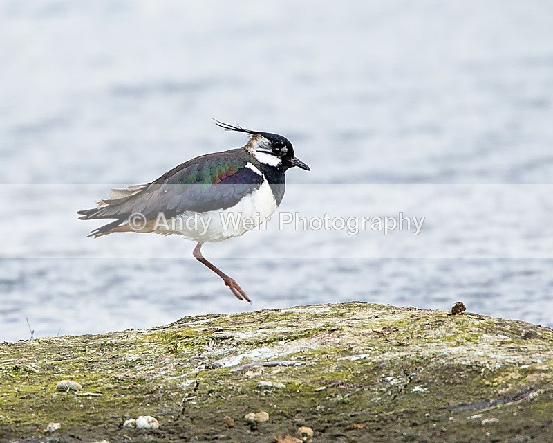 20140427-3K8A0601 - Lapwing