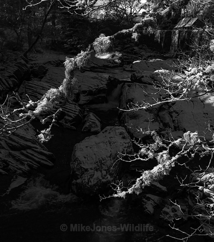 Frozen Lichen 2 BW on a Winter river, Eryri National Park [Snowdonia - Winter in the Mountains [Jan 2024], Eryri National Park [Snowdonia]