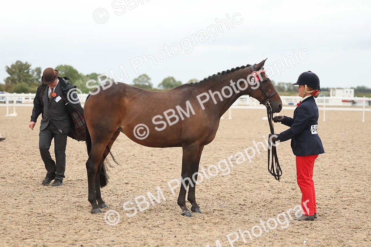 SBM_19345 - Class 317 - IH Pure Bred Horse-Pony