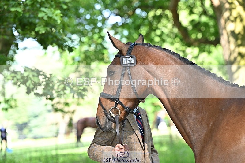 250521A-164601-01319 - C-258-Bill.Levett-ITALIAN.HARLEQUIN.NJ