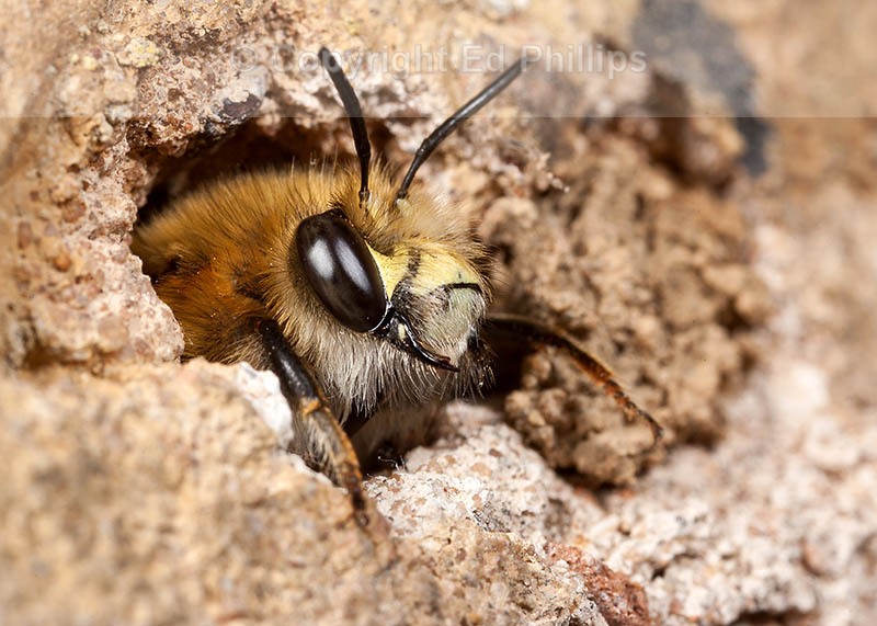 Anthophora  plumipes (m)