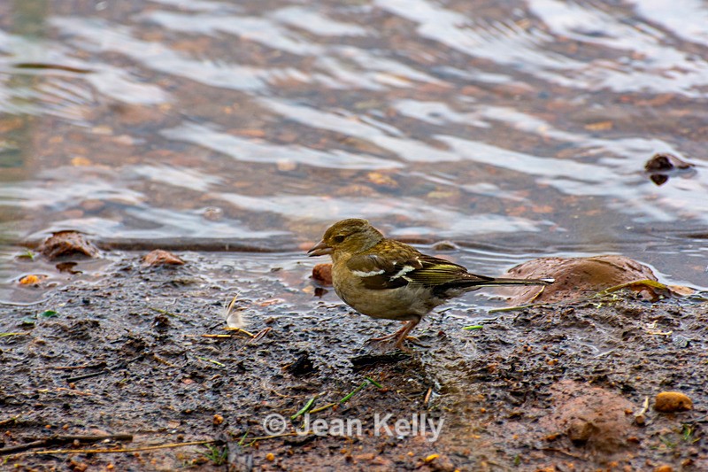 Chaffinch - DSC_6505 - Birds