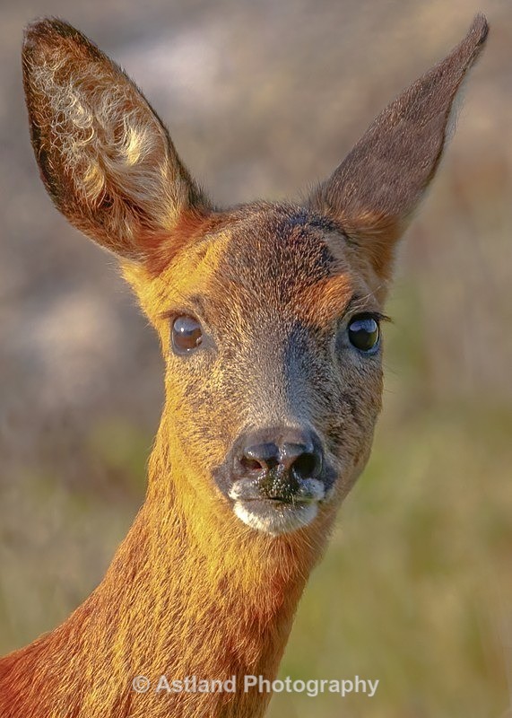Astland Photography, Bird and Wildlife Images, Susan and Peter Wilson, U.K.