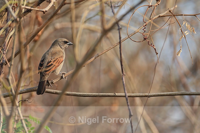 Greyish Baywing perched in tree, Porto Jofre, Brazil - Greyish Baywing