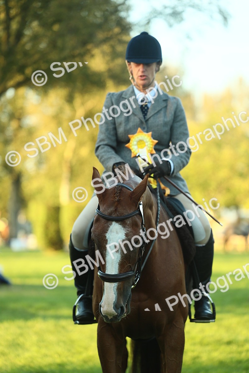 SBM_56556 - S14 - Riding Club Horse