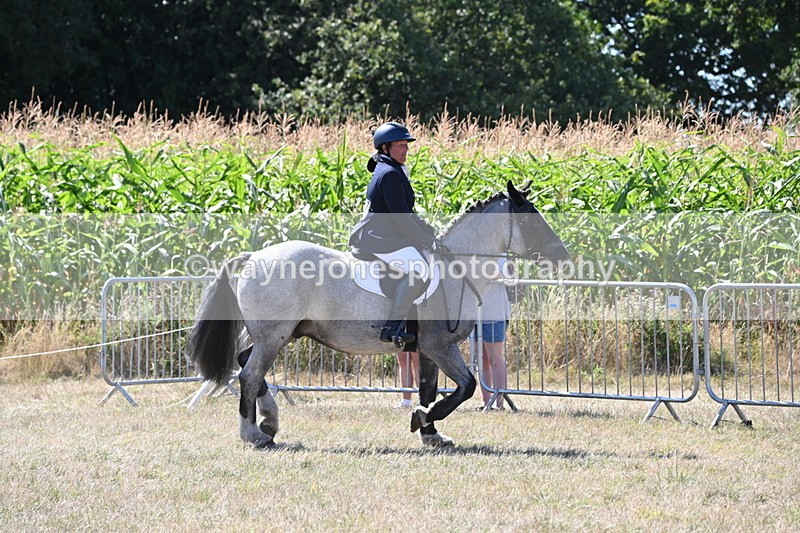 WJ6_8903 - Class 38 Ridden Riding Horse/Pony
