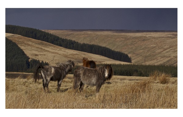 Welsh Mountain & Moorland - Wildlife Wildlife