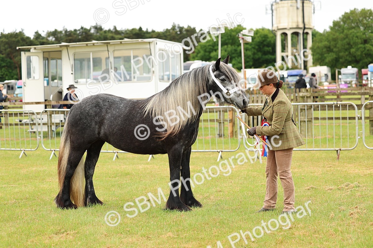 SBM_00617 - Class 58-67 - M&M Non Welsh Pony In hand