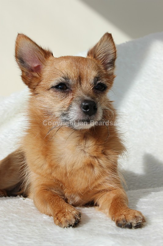 Toy Chihuahua - Pooch Pictures