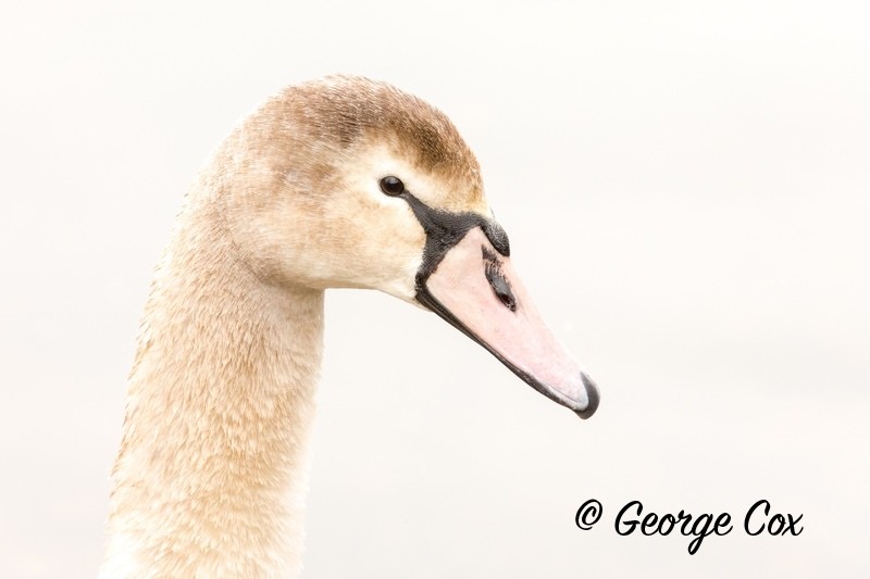 Cygnet at Attenborough - Attenborough Nature Reserve
