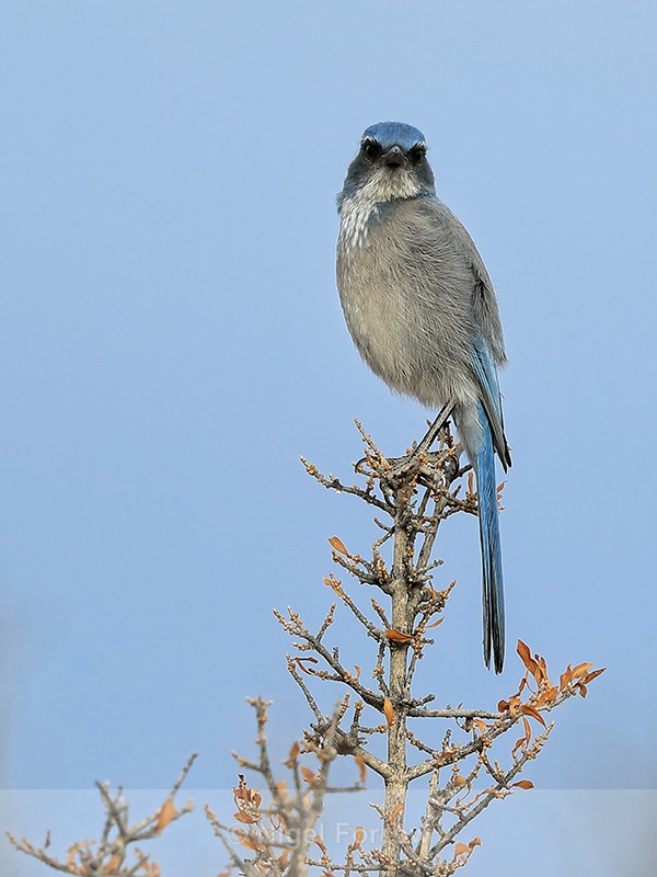 Western Scrub-Jay perched, Bosque del Apache, New Mexico - Western Scrub-Jay