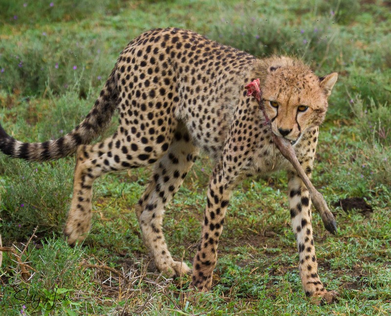 Cheetah Cub with leg