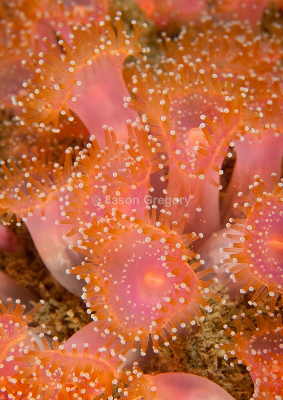 Corynactis viridis
