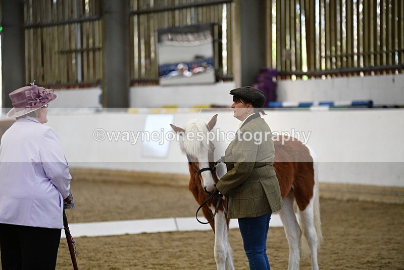 WJ5_4936 - Class 7 In hand coloured / odd coloured