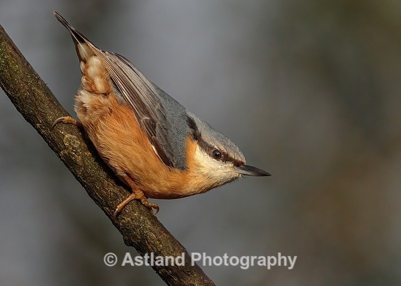 Astland Photography, Bird and Wildlife Images, Susan and Peter Wilson, U.K.