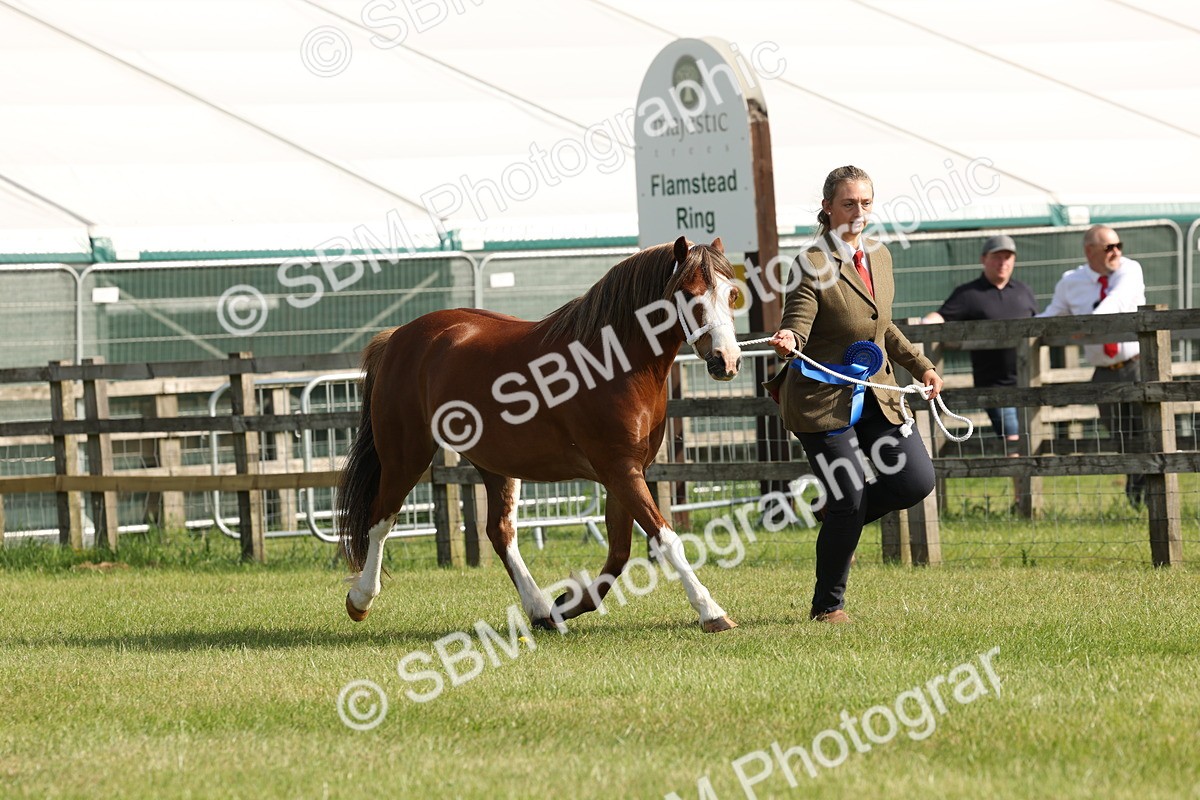 SBM_00613 - Class 6-13 - Mountatin and Moorland In Hand Welsh Breeds