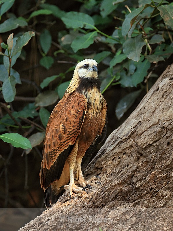 Black-collared Hawk, Mato Grosso, Brazil - Black-collared Hawk