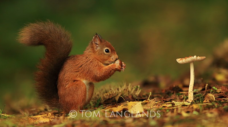 Red Squirrel - Red Squirrels