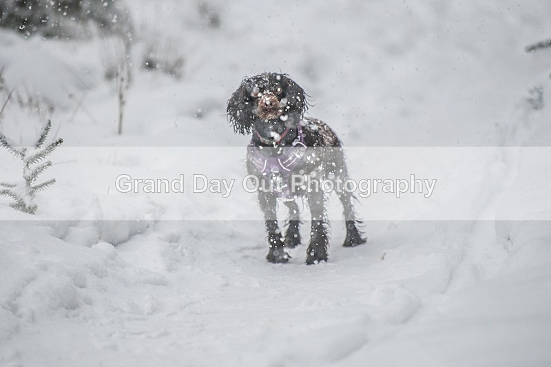 Glentress-2358 - High Terrain Events Glentress 42, 21 & 10K Trail Races Sunday 15th February 2026