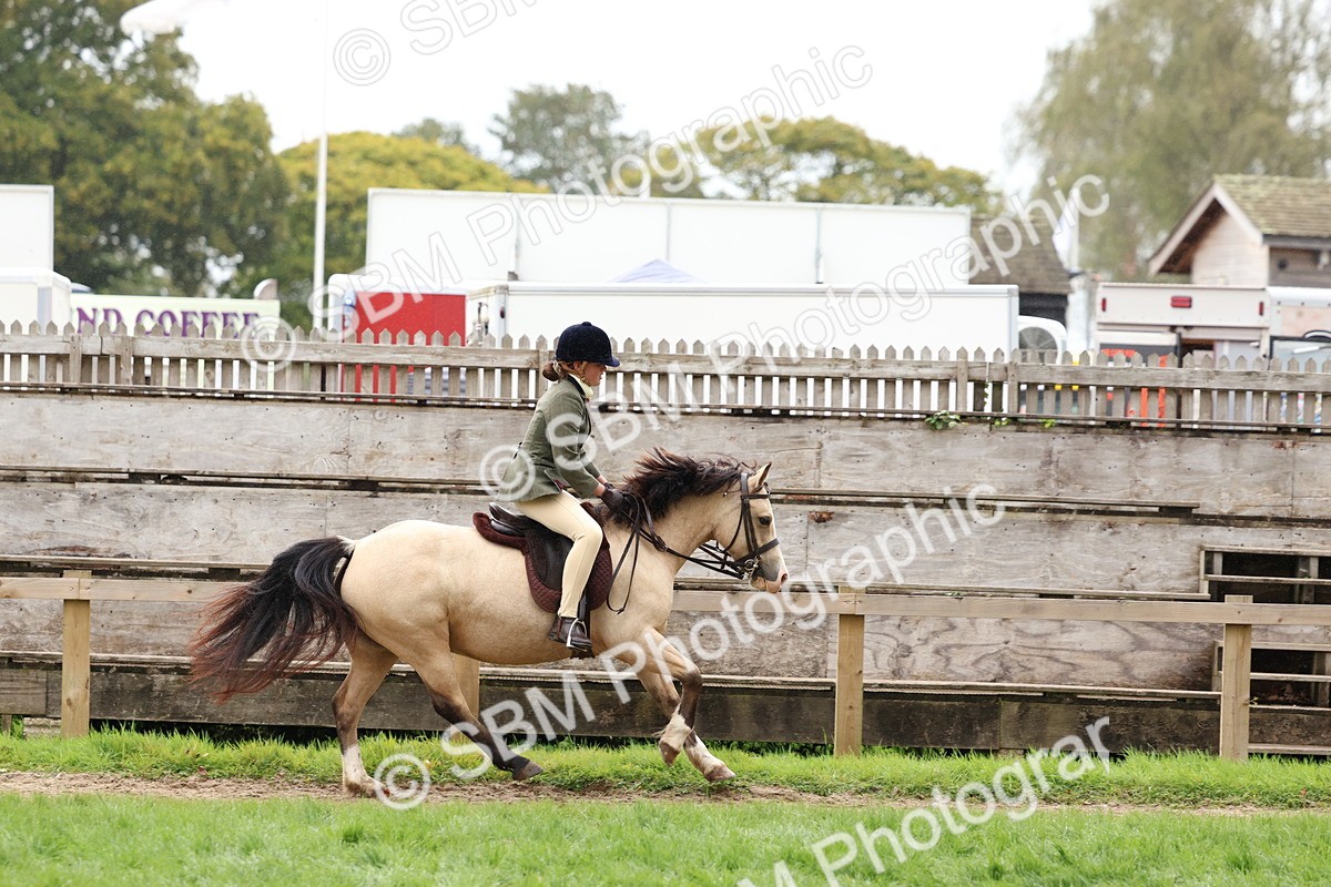 SBM_69640 - S62 - Mountain & Moorland Ridden Large Breeds