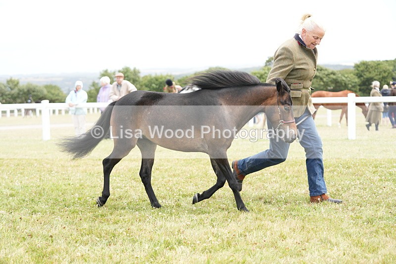 DSC06457 - Class 56: Miniature Horse 1, 2 & 3yr olds