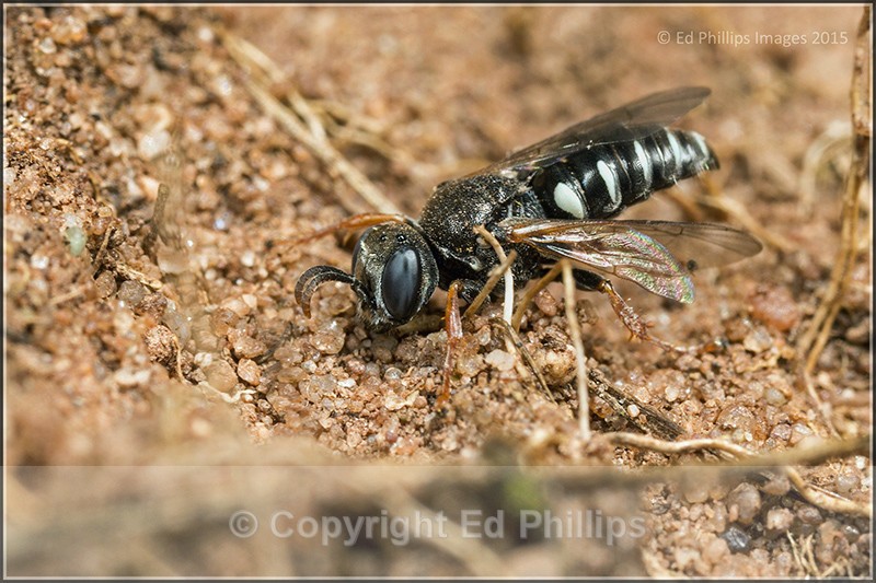 Oxybelus uniglumis - Oxybelus uniglumis